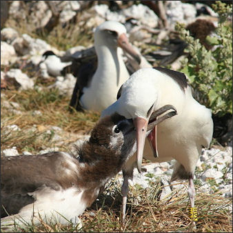 20120520-albatross laysan -Feeding_chick.JPG